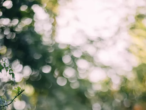 Out of focus photo of tree tops.